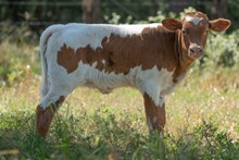 🔵🦆 Pure Play (Heifer)