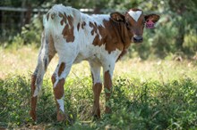 🔵🦆 Line of Fire (Heifer)