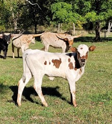 Firewater heifer 1