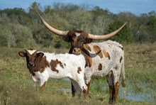 🔵🦆 Line of Fire (Heifer)